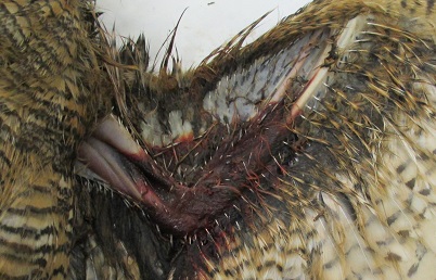 Left wing of a dead great horned owl showing extensive subcutaneous hemorrhage caused by anticoagulant rodenticide poisoning.